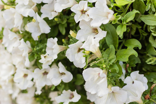 クリムゾン白花を咲かせるペチュニア、ペチュニア・ハイブリッド。裏方の日当たりの良い街 - 写真・画像