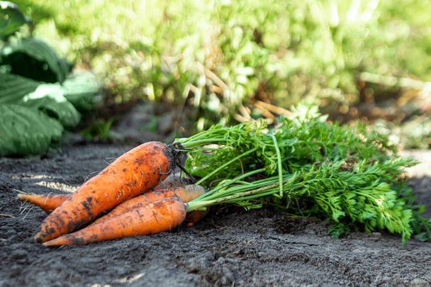 Fresh orange carrots lies on the garden bed, close-up, organic vegetables. The concept of a garden, cottage, harvest. - Fotoğraf, Görsel