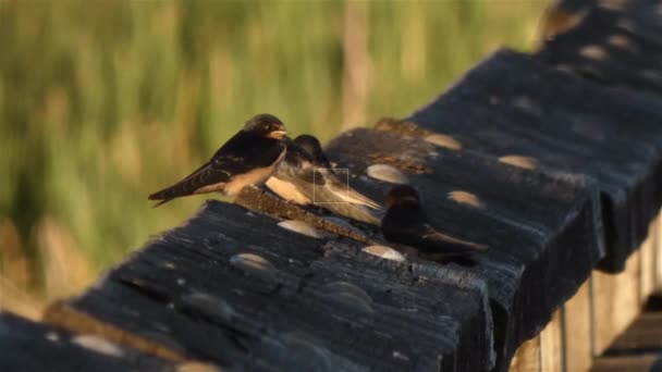 hirondelles de grange assises sur une épaisse rampe en bois près des herbes des zones humides
 - Séquence, vidéo