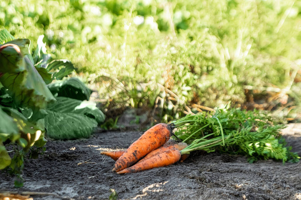 Fresh orange carrots lies on the garden bed, close-up, organic vegetables. The concept of a garden, cottage, harvest. - Fotoğraf, Görsel