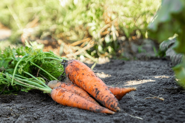 Fresh orange carrots lies on the garden bed, close-up, organic vegetables. The concept of a garden, cottage, harvest. - Zdjęcie, obraz
