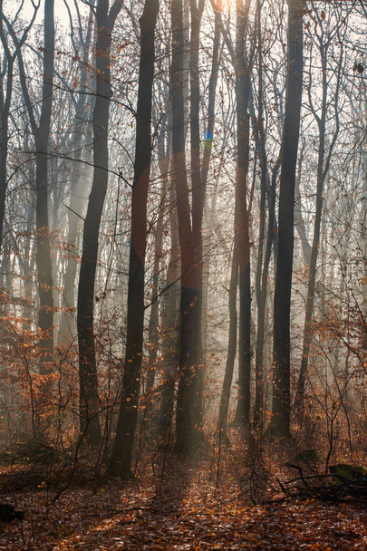 紅葉の森と木々 - 写真・画像
