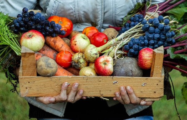Фермерская девочка держит в руках деревянную коробку с овощами и фруктами, органическими овощами. Концепция сада, коттеджа, сбора урожая
. - Фото, изображение
