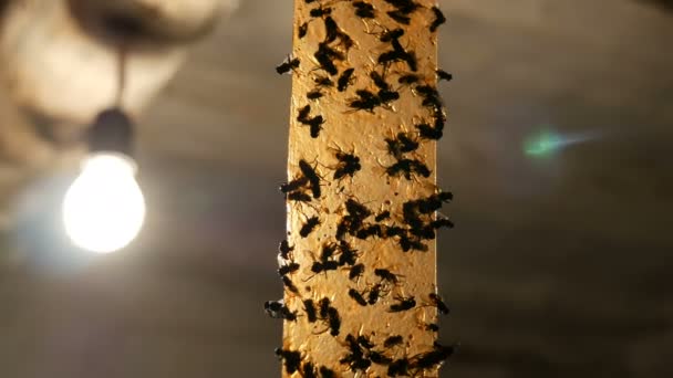 Martwa i żywa mucha na lepkiej taśmie do łapania owadów. Muchy na taśmach klejących. Pułapka na muchy na tle lampy elektrycznej - Materiał filmowy, wideo