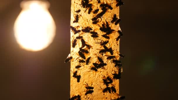 Fita adesiva amarela para pegar as moscas na lâmpada de fundo. Mortos e vivos voam em uma fita adesiva para pegar insetos. Moscas em fita adesiva close-up
 - Filmagem, Vídeo