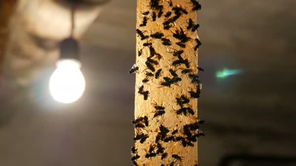 Vite e morte volano su un nastro adesivo per catturare insetti. Vola su nastro adesivo primo piano. Flytrap sullo sfondo di una lampada elettrica
 - Filmati, video