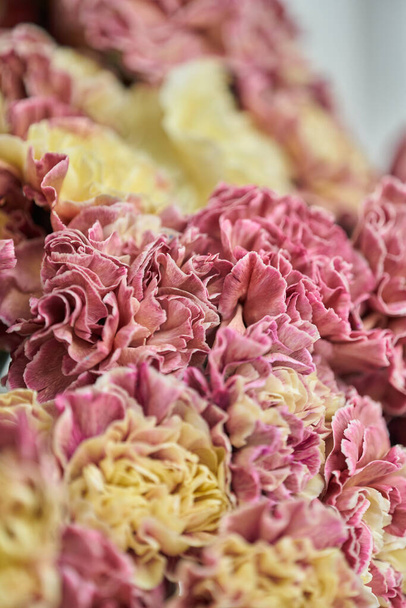 Blütenblätter der rosa und gelben Nelke, Blumenhintergrund. ungewöhnliche Blumen dianthus. Frühlingsblumenmuster - Foto, Bild