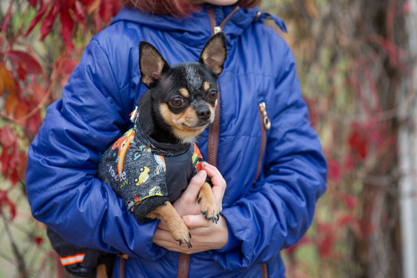 small dog chihuahua in the girl's hands. Chihuahua dog in the arms of his mistress - Foto, Imagen