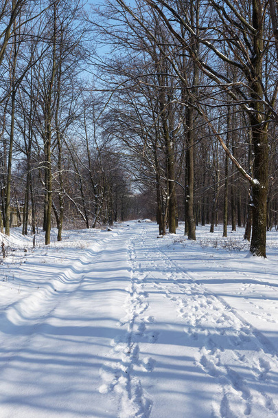 Télen erdő. Gyönyörű téli erdő táj hó és cukormáz. Hó a havas erdőben - Fotó, kép