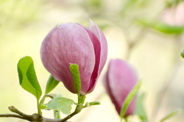 Gyönyörű magnolia fa virágok tavasszal. Világos magnólia virág kék ég ellen. Romantikus virágos hátterében - Fotó, kép