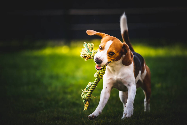 Beagle pies skacze i biegnie z zabawką w kierunku kamery - Zdjęcie, obraz