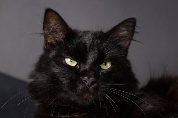Portret van een schitterende pluizige zwarte kat met heldere gele ogen. - Foto, afbeelding