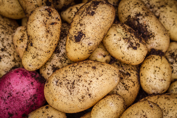 Πατάτες - Φωτογραφία, εικόνα