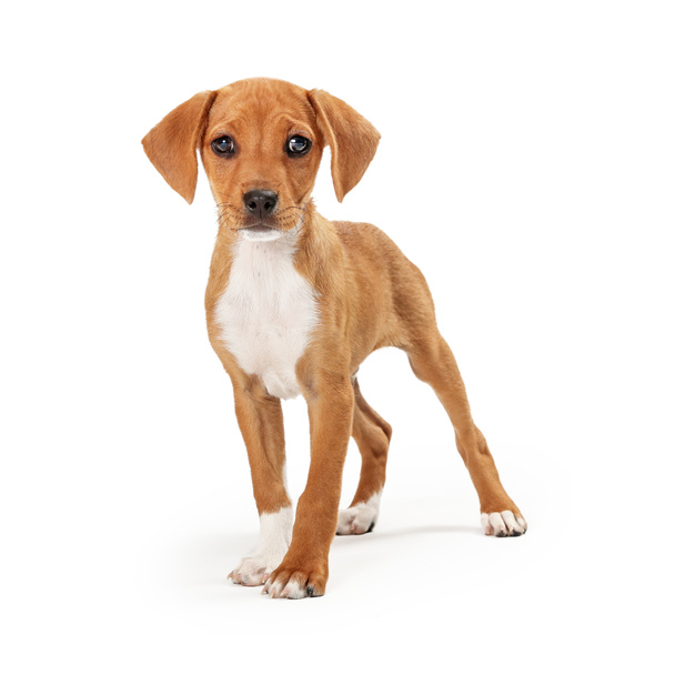 Cane cagnolino bruno e bianco attento
 - Foto, immagini