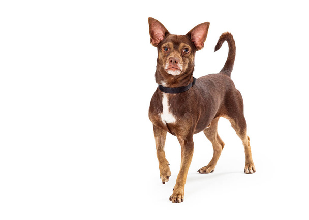 Brown Chihuahua em pé olhando para a frente
 - Foto, Imagem