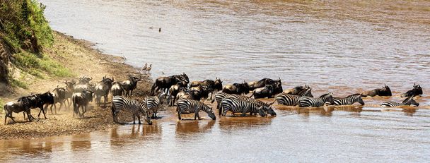 Großes Gnu und Zebra-Webbanner - Foto, Bild