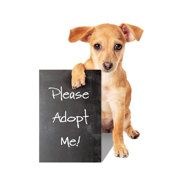 Pequeno Crossbreed Dog Holding Adote-me sinal
 - Foto, Imagem