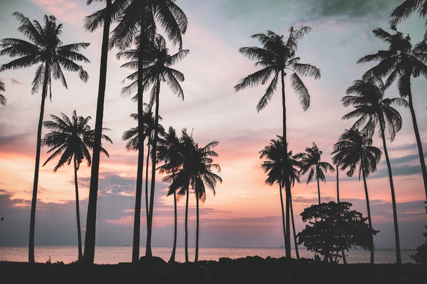 Silhouettes Palmiers noirs au coucher du soleil orange
  - Photo, image