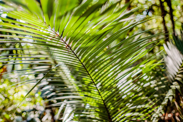 Foglie fresche verdi di palma da cocco - Foto, immagini