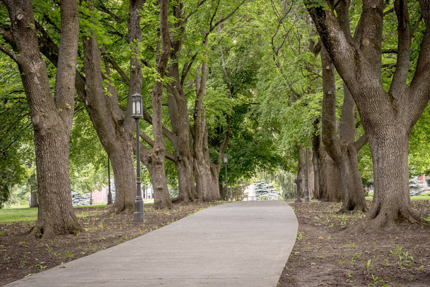 Sidewalk omzoomd met bomen in een Idaho park - Foto, afbeelding
