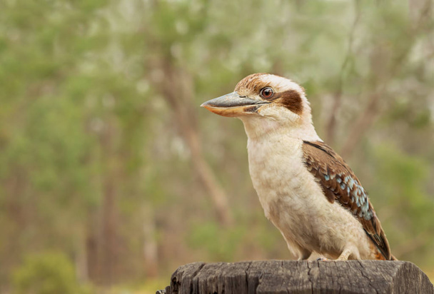  Kookaburra Smějící se osel australský Dacelo novaeguineae - Fotografie, Obrázek