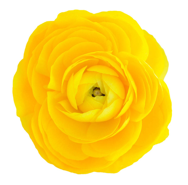yellow buttercup - Photo, Image