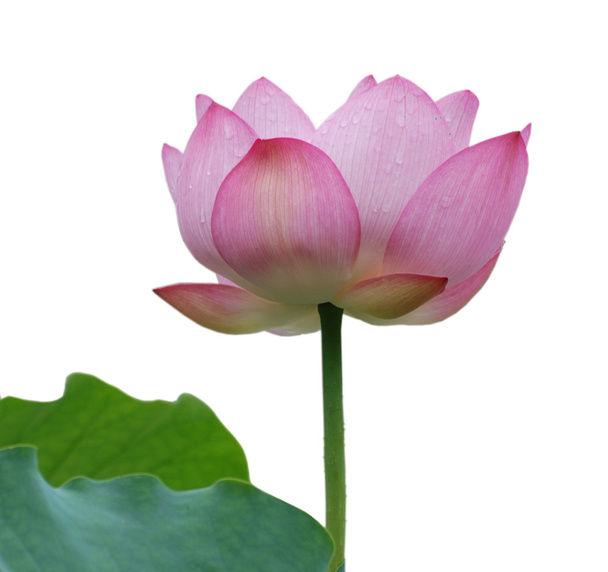 Lotus flower isolated - Fotó, kép
