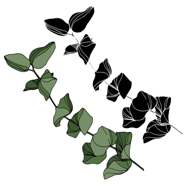 ベクトルユーカリの木の葉。黒と白の刻まインクアート。単離されたユーカリイラスト要素. - ベクター画像