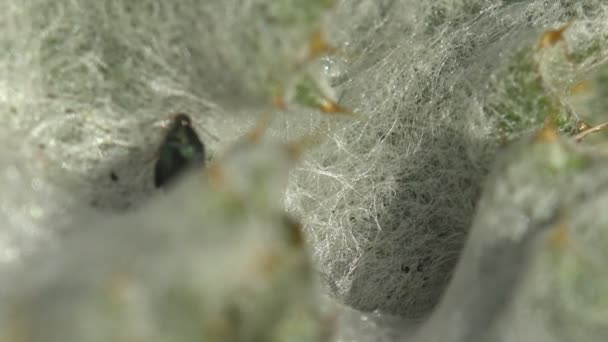 Pequeño escarabajo de hoja de muelle negro, sentarse en el joven Arctium, plantas bienales, bardana, familia Asteraceae. macro
 - Metraje, vídeo