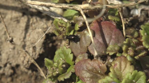 Fekete bogár mászik a bozontos vadvirágok levelei között. Rovarok és növények makrója - Felvétel, videó