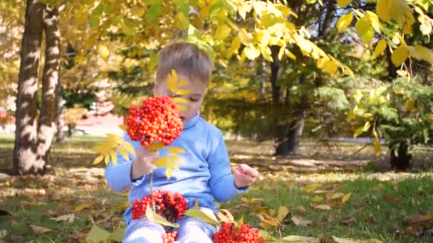 秋の公園の子供が遊び、単に笑い、彼は黄色の葉とローワンの果実と遊ぶ。公園の晴れた秋の日。屋外エンターテイメント - 映像、動画