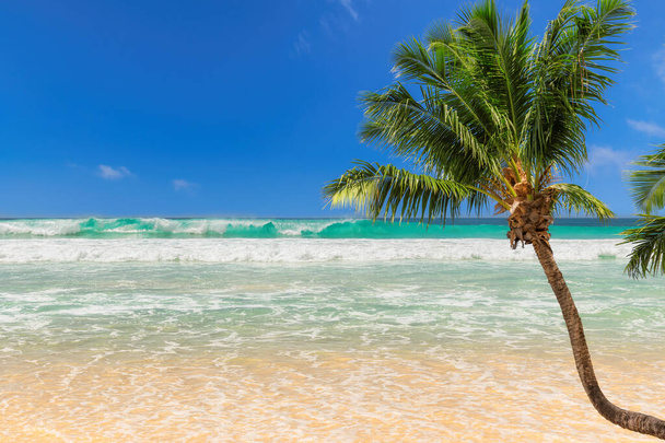 Солнечный пляж с пальмами и бирюзовым морем на острове Ямайка Карибского бассейна
. - Фото, изображение
