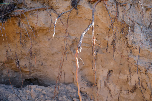 kořeny borovic trčící ze země - Fotografie, Obrázek