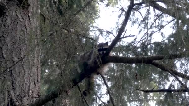 jonge wasbeer kijkt uit vanaf een plek in een dennenboom - Video