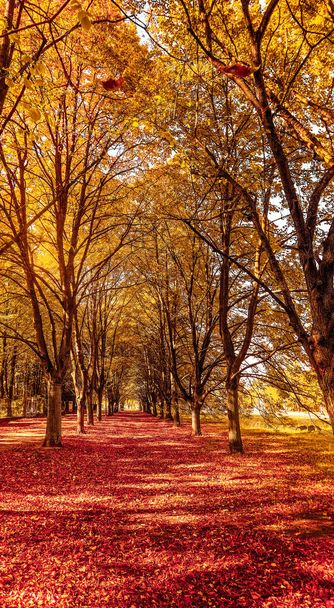 Güzel sonbahar manzara arka plan, f vintage doğa sahnesi - Fotoğraf, Görsel