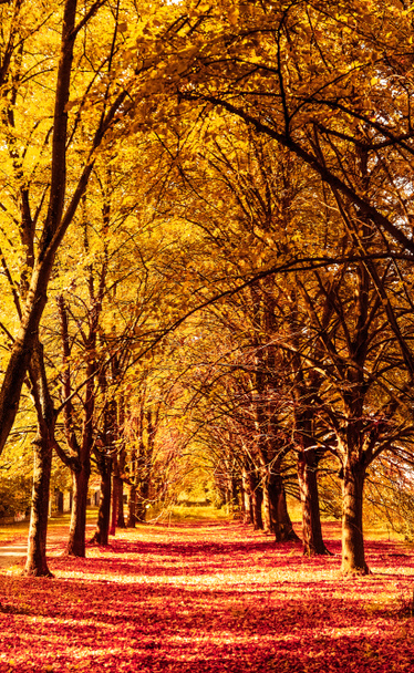 Όμορφο φθινόπωρο φόντο τοπίο, vintage φύση σκηνή σε f - Φωτογραφία, εικόνα