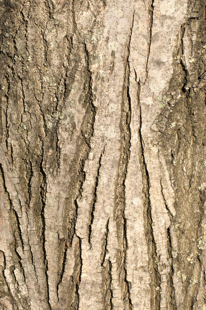 Beautiful textured uneven brown bark of an old deciduous tree on a sunny clear day. Closeup outdoors tree trunk shot. Beautiful modern trendy texture background. Design element. - Foto, Imagen