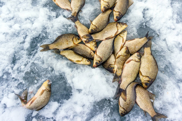 carpa de captura na pesca de inverno
 - Foto, Imagem