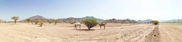 Vista panorámica del paisaje desértico con camellos. enfoque selectivo
 - Foto, Imagen