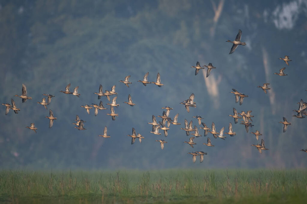 朝に飛び立つアヒルの群れ  - 写真・画像