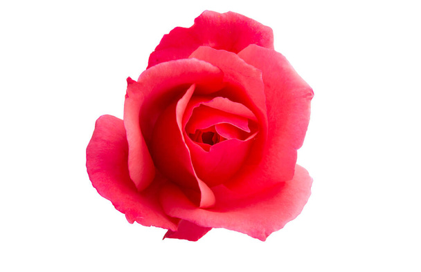 Rose isoliert  - Foto, Bild