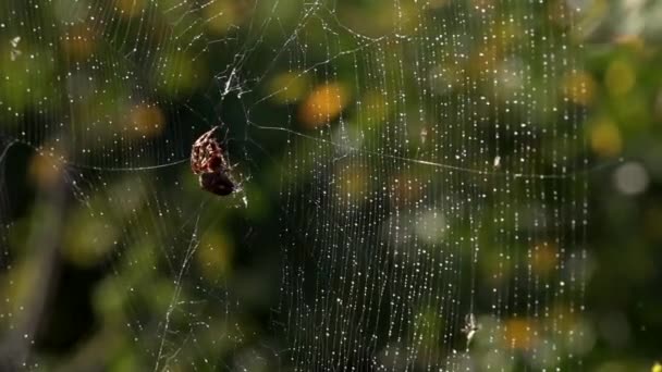 Web in dew drops.Spider in the morning sun. Web waving.Η διαδικασία της αλίευσης εντόμων σε ιστούς αράχνης. Light bokeh.Backlight.Η κίνηση του Spider.Rain διαπερνά τη γη της αράχνης.. - Πλάνα, βίντεο