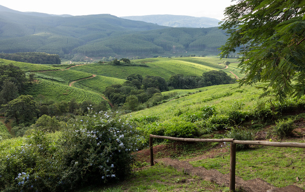 Republika Południowej Afryki wsi w lesie komatiland - Zdjęcie, obraz