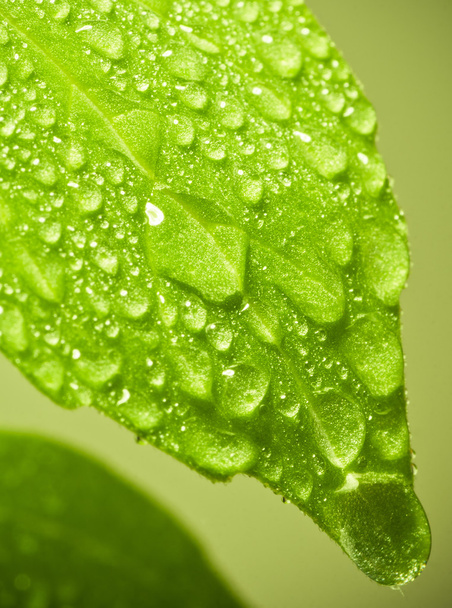 Wet leaf. - Photo, Image
