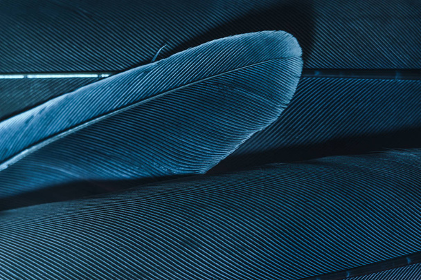 Primer plano Pluma de pájaro con luz roja azul. Hermosa textura de fondo. Macro fotografía vista
.  - Foto, Imagen