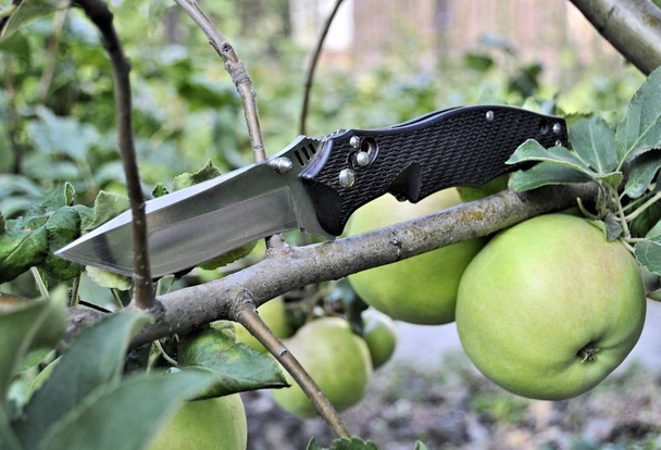 Apple organic vitamins gourmet healthy product pocket folding knife  - Photo, Image