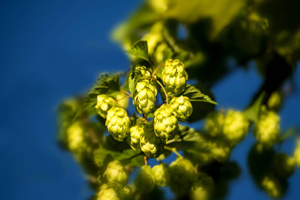 hop with ripe cones in summer - Photo, Image