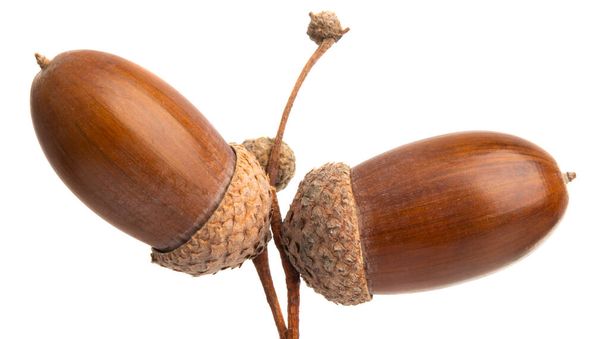 acorns isolated  - Photo, Image