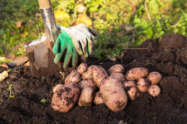 Organic potato harvest with shovel on soil in garden - Фото, зображення