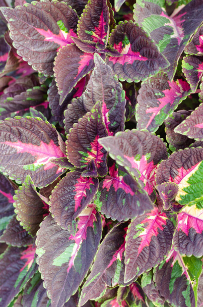 Coleus plant with brightly colored leaves. Patterned purple-green Coleus leaves background. Closeup - Photo, Image